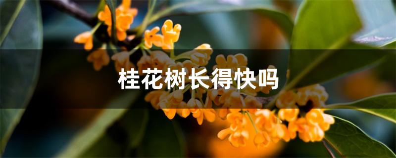 桂花树长得快吗