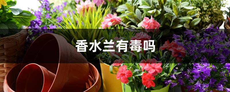 香水兰有毒吗