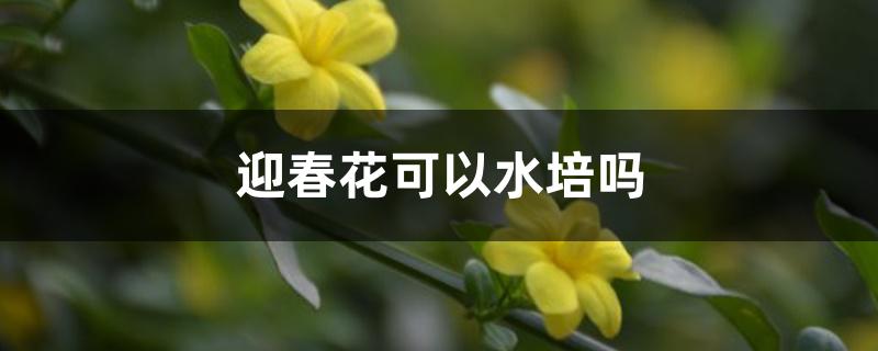 迎春花可以水培吗