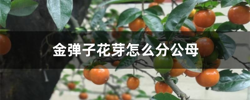 金弹子花芽怎么分公母 金弹子花芽怎么分公母