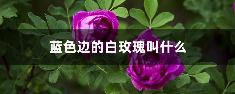 蓝色边的白玫瑰叫什么