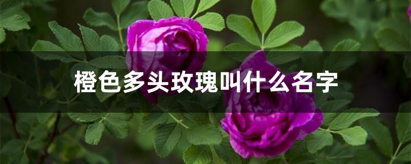 橙色多头玫瑰叫什么名字