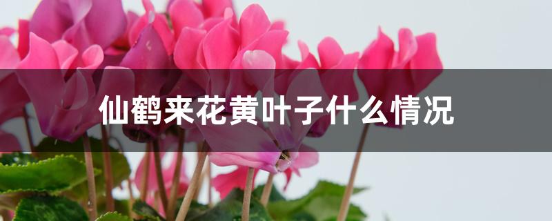 仙鹤来花黄叶子什么情况