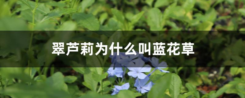 翠芦莉为什么叫蓝花草 翠芦莉为什么叫蓝花草