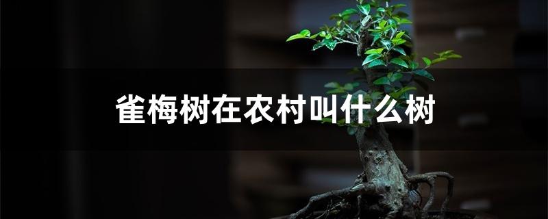 雀梅树在农村叫什么树