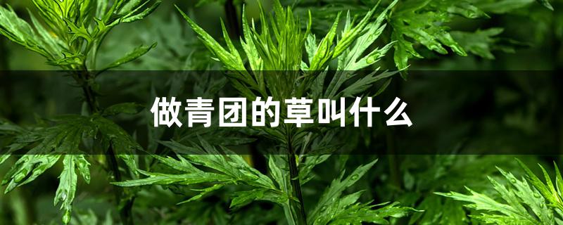 做青团的草叫什么