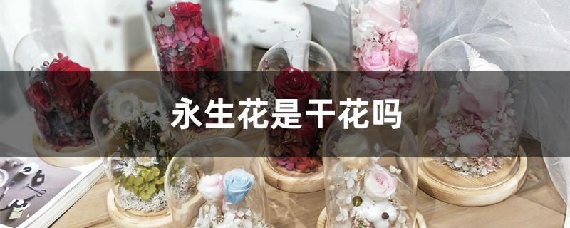 永生花是干花吗