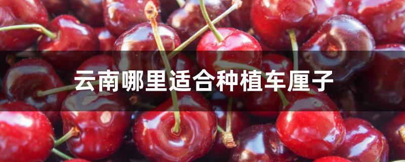 云南哪里适合种植车厘子 云南哪里适合种植车厘子