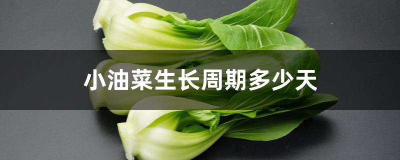 小油菜生长周期多少天