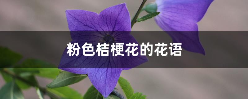 粉色桔梗花的花语