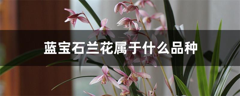 蓝宝石兰花属于什么品种