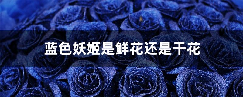 蓝色妖姬是鲜花还是干花