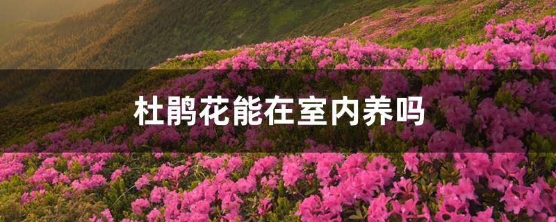 杜鹃花能在室内养吗