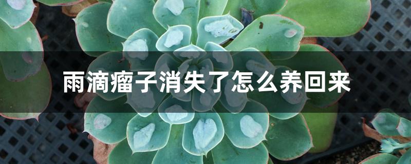 雨滴瘤子消失了怎么养回来 雨滴瘤子消失了怎么养回来