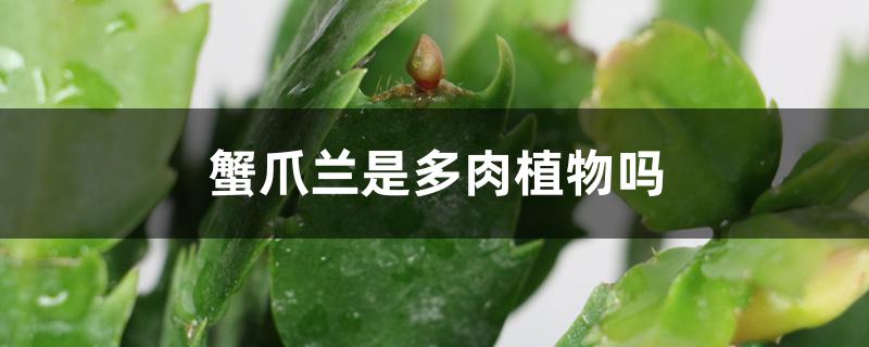 蟹爪兰是多肉植物吗