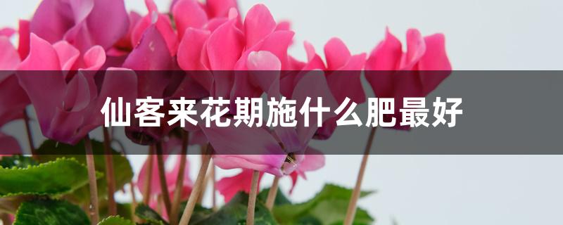 仙客来花期施什么肥最好