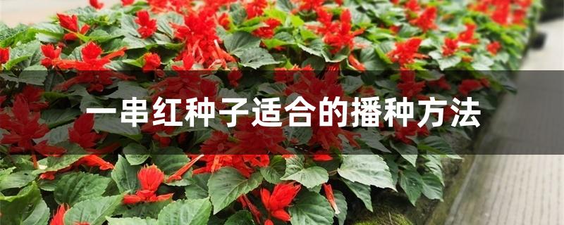 一串红种子适合的播种方法