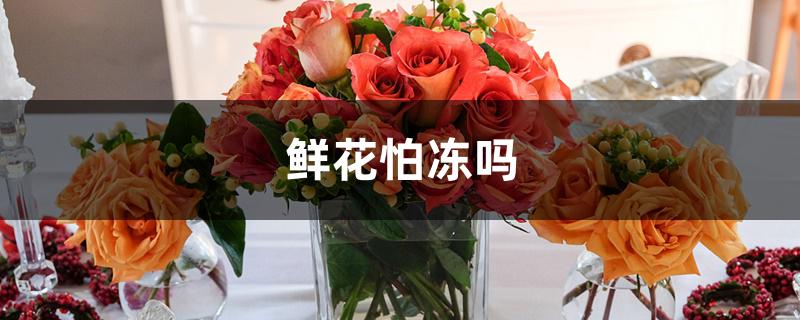 鲜花怕冻吗