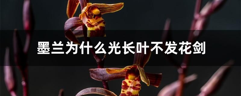 墨兰为什么光长叶不发花剑 墨兰为什么光长叶不发花剑