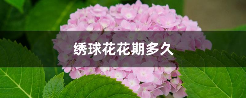 绣球花花期多久