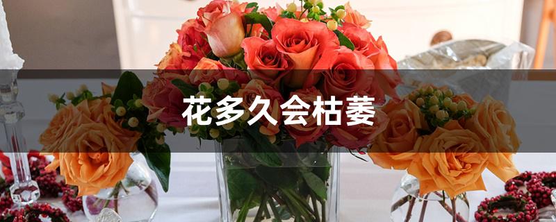 花多久会枯萎