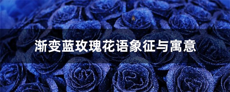 渐变蓝玫瑰花语象征与寓意 渐变蓝玫瑰花语象征与寓意