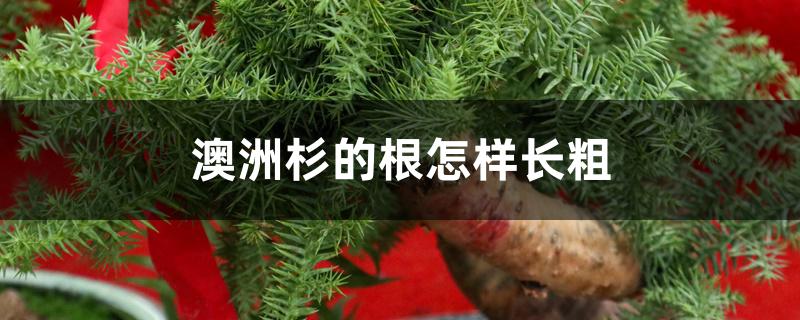 澳洲杉的根怎样长粗
