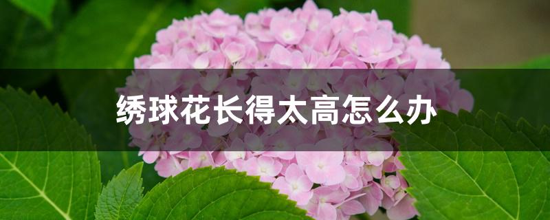 绣球花长得太高怎么办