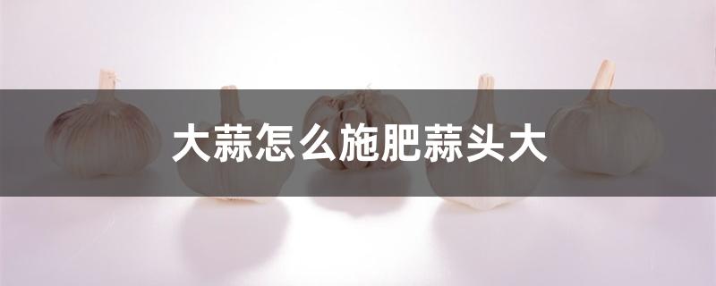 大蒜怎么施肥蒜头大