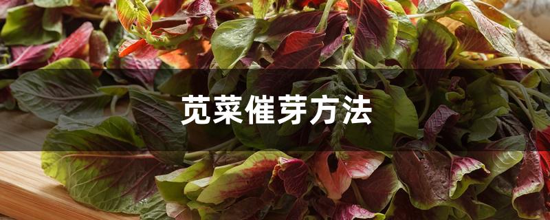 苋菜催芽方法 苋菜催芽方法