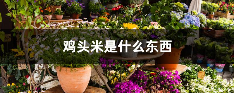 鸡头米是什么东西