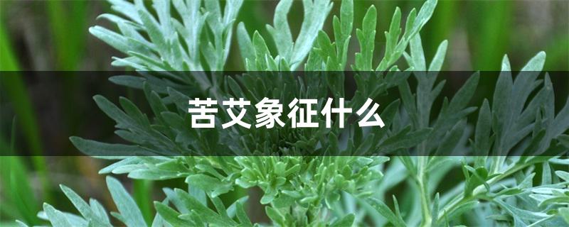 苦艾象征什么 苦艾象征什么