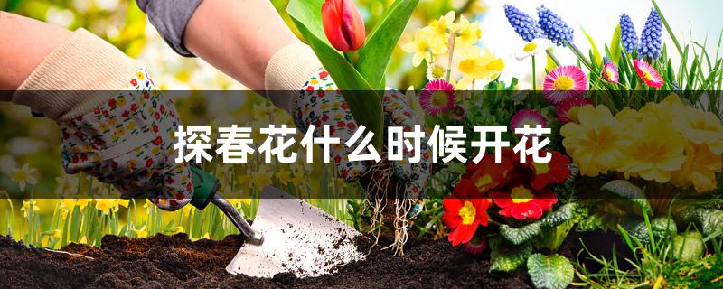 探春花什么时候开花