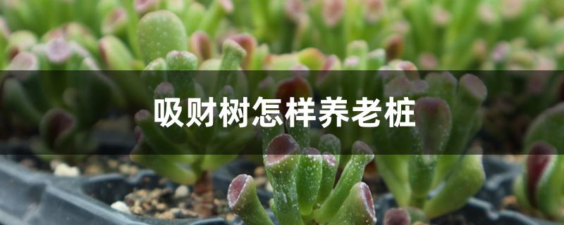 吸财树怎样养老桩 吸财树怎样养老桩