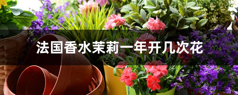 法国香水茉莉一年开几次花