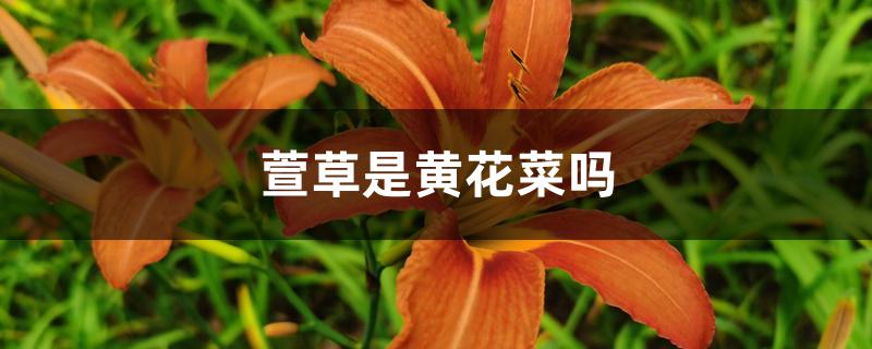 萱草是黄花菜吗 萱草是黄花菜吗