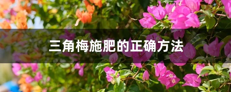 三角梅施肥的正确方法