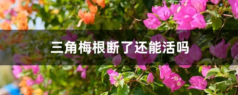 三角梅根断了还能活吗