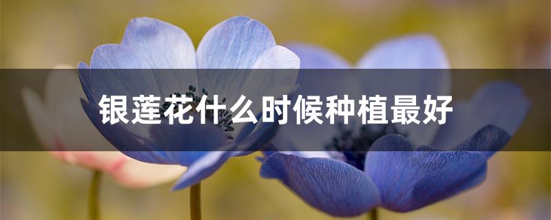 银莲花什么时候种植最好