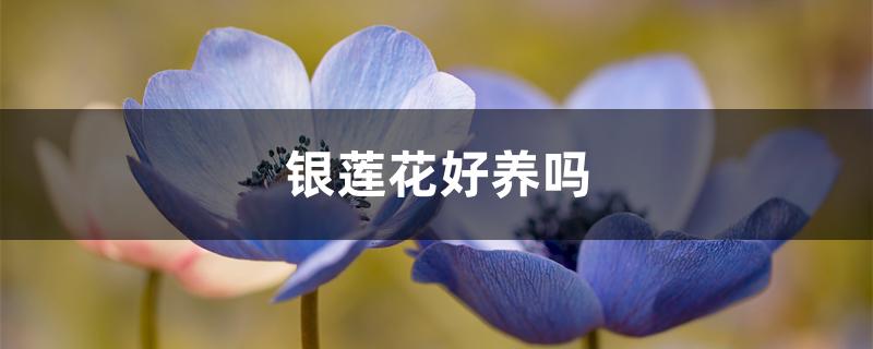 银莲花好养吗 银莲花好养吗