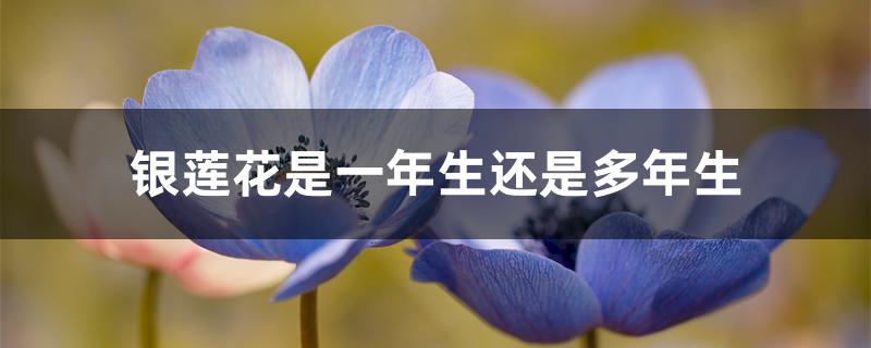 银莲花是一年生还是多年生