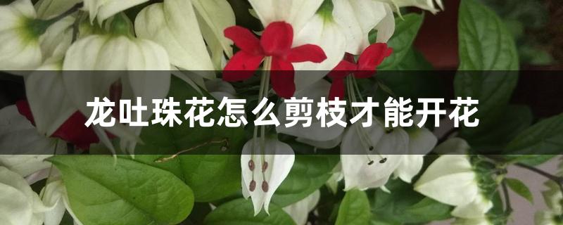 龙吐珠花怎么剪枝才能开花