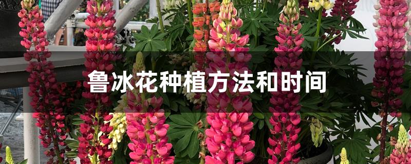 鲁冰花种植方法和时间