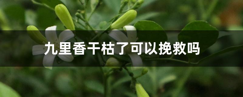 九里香干枯了可以挽救吗