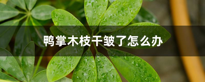 鸭掌木枝干皱了怎么办