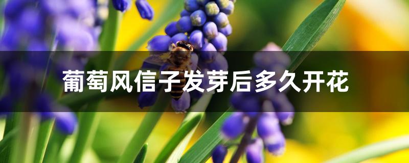 葡萄风信子发芽后多久开花