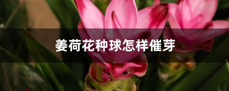 姜荷花种球怎样催芽