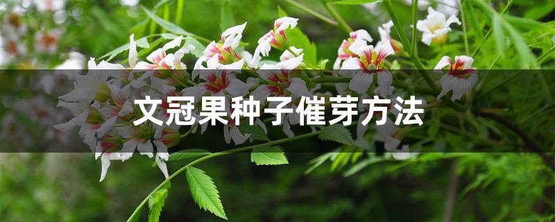 文冠果种子催芽方法 文冠果种子催芽方法