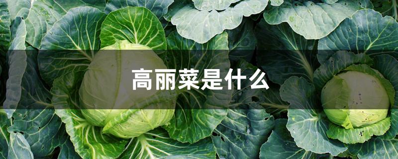 高丽菜是什么