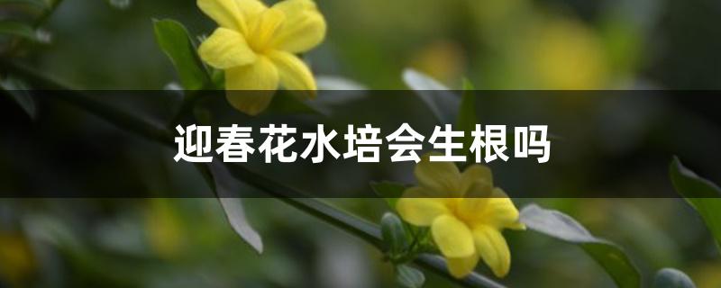 迎春花水培会生根吗 迎春花水培会生根吗